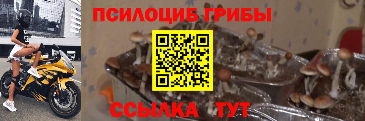 Псилоцибиновые грибы Psilocybine cubensis  Вход с VPN  Вольск 